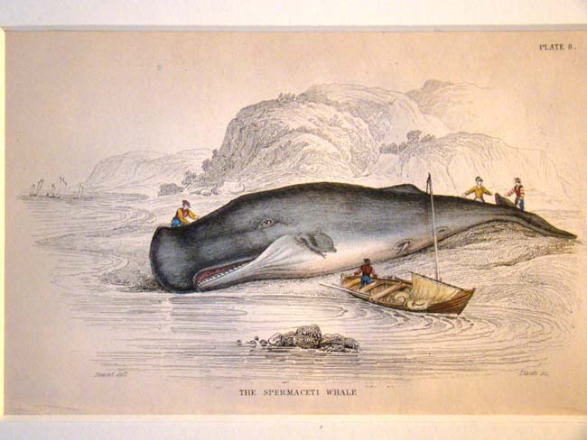 A fine 19th century hand colored steel plate engraving of Whales published in 1837 by William H. Lizars  